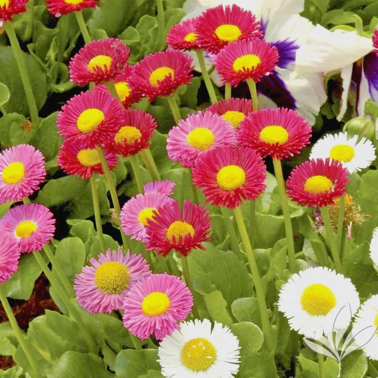 English Daisy Mix Flower Seeds - Groundcover, 401+ Seeds, Bellis perennis, European Wildflower, Perennial, Spring to Summer