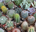 Mixed Cactus Seeds Pack – 25+ Varieties for Indoor Garden, Succulents, Easy Care, Low Maintenance, USA Free Shipping