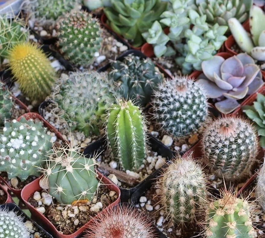 Mixed Cactus Seeds Pack – 25+ Varieties for Indoor Garden, Succulents, Easy Care, Low Maintenance, USA Free Shipping