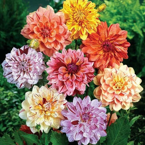 Dahlia Flower Seeds - Rembrandt Variety - Perennial Garden Seeds - Dahlia pinnata - USA Seller
