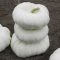 White Flat Stacker Pumpkin Seeds – Organic Cucurbita pepo Heirloom Variety for Planting, 10 Seeds