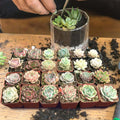 Assorted Echeveria Rosettes Succulent Plants - 24 Pack, 2'' Indoor Garden Decor, Echeveria spp.