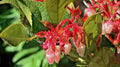 Salal Seeds 1001 Count - Gaultheria shallon Hardy Evergreen Shrub with Edible Berries for Native Garden Planting