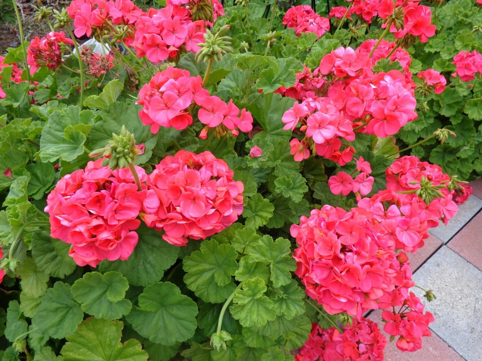 Hardy Geranium Cuttings 5x6" Pelargonium hortorum Fragrant Red Orange Flowers, Garden Propagation Plants