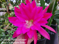 Epiphyllum Cuttings 8-10" Jeanette Davis Latimer Unrooted Epiphyllum oxypetalum for Propagation