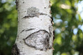 Japanese White Birch Seeds - 100 Pack Betula platyphylla Japonica for Landscaping & Garden Projects