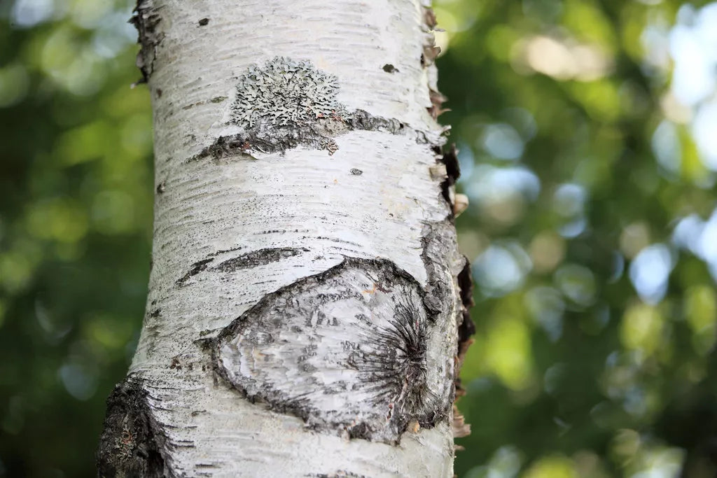 Japanese White Birch Seeds - 100 Pack Betula platyphylla Japonica for Landscaping & Garden Projects