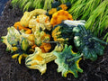 Exotic Mix Gourd Seeds - Vibrant Varieties for Ornamental Gardening - Cucurbita pepo - Pack of 20 Seeds