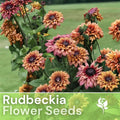 Rudbeckia Seeds - Sahara Summer Hues - 125+ Annual Flower Seeds for Garden - Black-eyed Susan, Bright Yellow & Orange Blooms