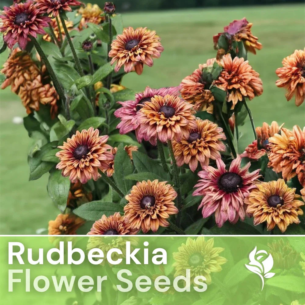 Rudbeckia Seeds - Sahara Summer Hues - 125+ Annual Flower Seeds for Garden - Black-eyed Susan, Bright Yellow & Orange Blooms