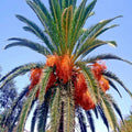 Canary Island Date Palm Seeds, Phoenix Canariensis, Tropical Garden Plant, Drought Tolerant, Landscaping, 10 Seeds