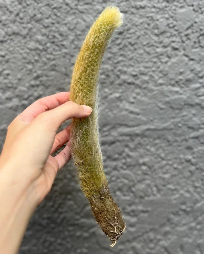 Monkey Tail Cactus Cutting - 6-8 Inch Fuzzy Rare Hildewintera Bare Root Plant