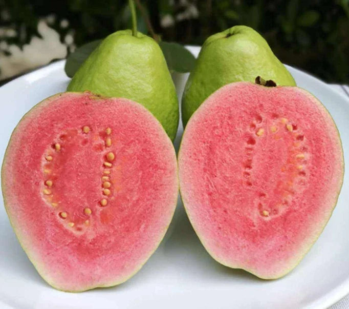 Lemon Guava Fruit Tree Seeds – Psidium Guajava – Tropical Fruit Seeds for Planting – 20 Pcs