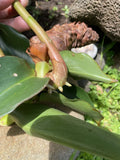 Costus Woodsonii Cuttings - 6 Organic Red Indian Head Ginger Plants - Hawaii Grown Tropical Perennial Propagation