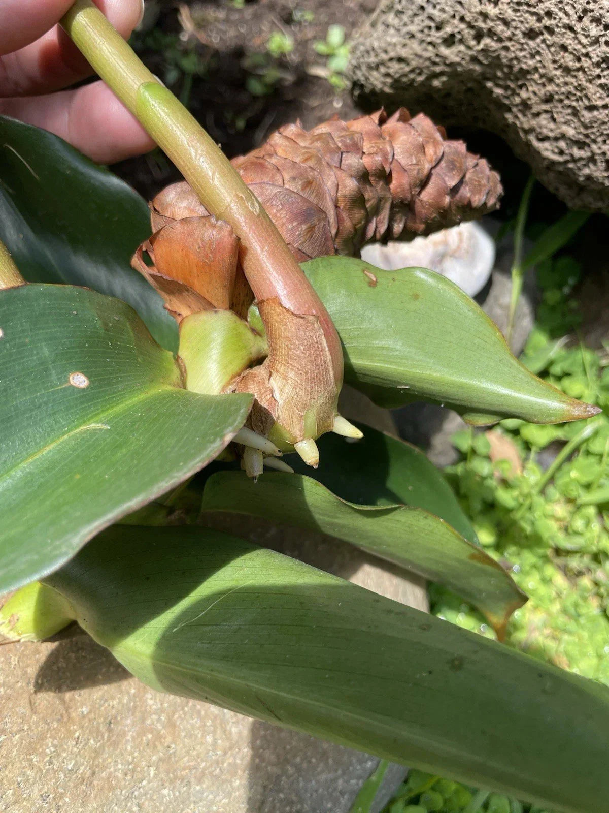 Costus Woodsonii Cuttings - 6 Organic Red Indian Head Ginger Plants - Hawaii Grown Tropical Perennial Propagation