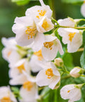 Sweet Mock Orange Cuttings - 10 Fresh Unrooted Philadelphus coronarius for Propagation