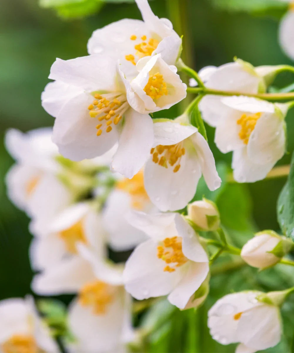 Sweet Mock Orange Cuttings - 10 Fresh Unrooted Philadelphus coronarius for Propagation