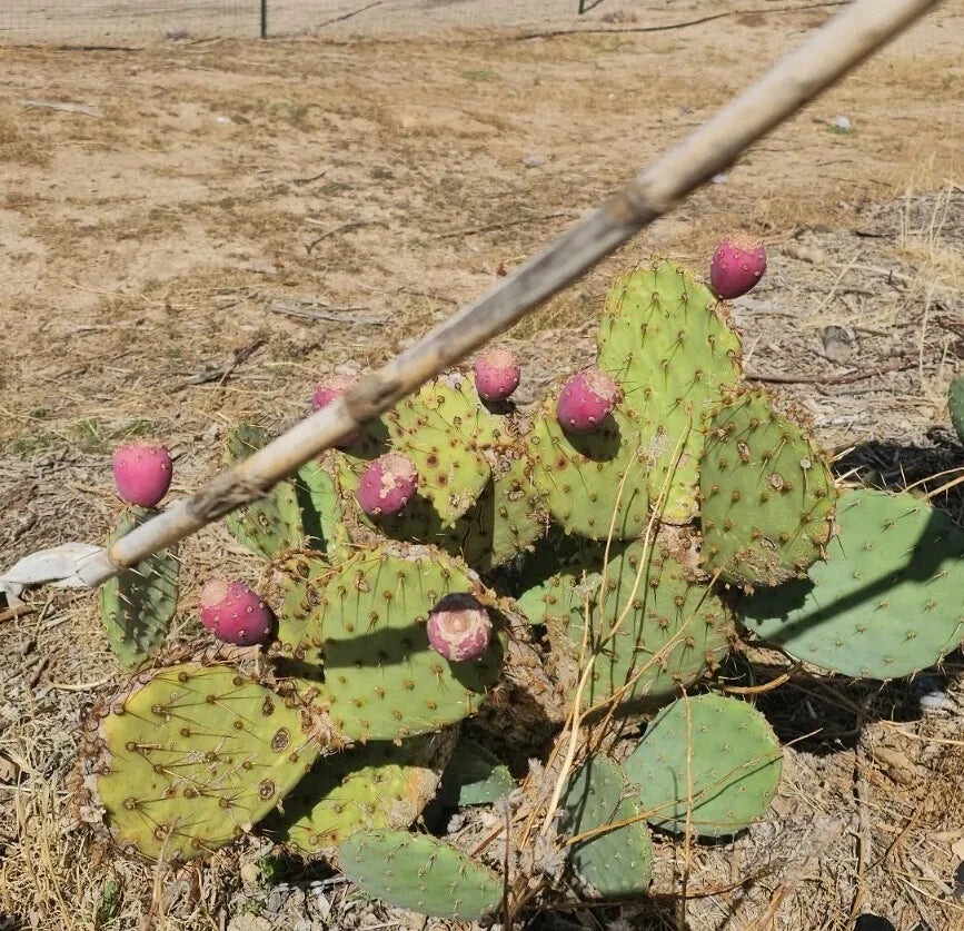 Desert Prickly Pear Cactus Opuntia Phaeacantha - 12 Pads 4-8" Drought-Tolerant Succulent