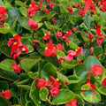 25+ Begonia Seeds - Red with Green Foliage - Garden & Indoor Planting - Begonia x semperflorens Seed Packet