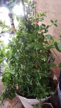 Apple Red Rose Plant Cuttings 3-5" for Rooting, Rosa 'Apple Red', Garden, Flowering, Bushy, Full Sun, 21 Pcs