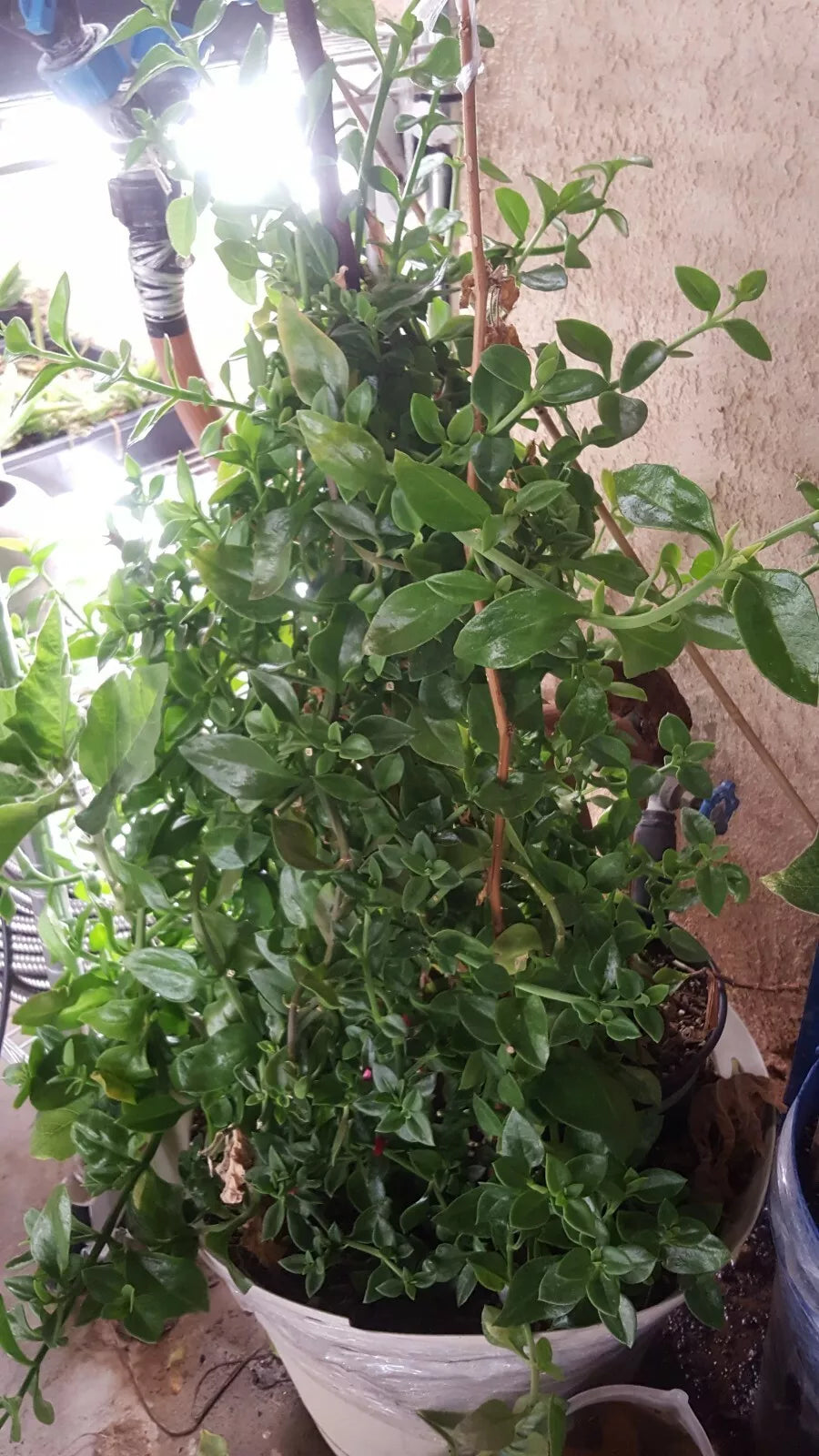 Apple Red Rose Plant Cuttings 3-5" for Rooting, Rosa 'Apple Red', Garden, Flowering, Bushy, Full Sun, 21 Pcs