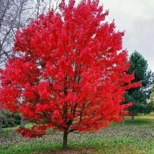 Sourwood Tree Seedlings 1 Gallon Oxydendrum arboreum Native, Fragrant White Flowers, Fall Foliage, Hardy Garden Plant