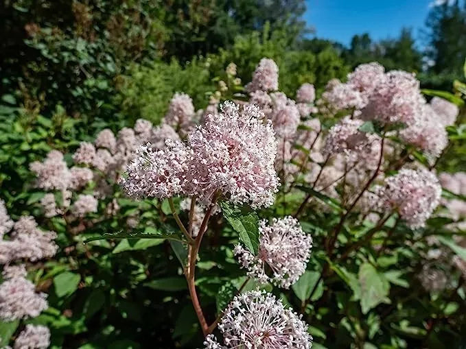 New Jersey Tea Seeds - 50 Pack - Blooming Shrub - Ceanothus americanus - Native Pollinator Attracting Plant