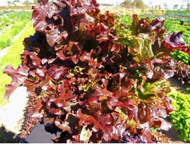 Red Salad Bowl Lettuce Seeds - Heirloom Loose Leaf, Bright Red Color, Lactuca sativa, 600-8,000 Seeds for Home Gardens