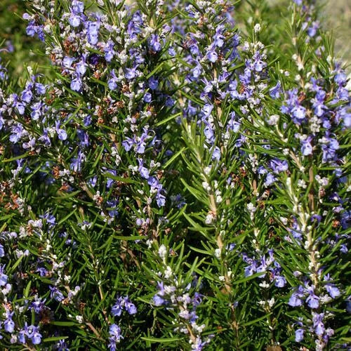Rosemary Seeds - Heirloom Non-GMO Herb Seeds for Culinary Use - Salvia rosmarinus - Pack of 200 Seeds
