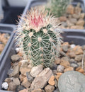 Echinocereus Dasyacanthus Bare Root Cactus Plant – Texas Rainbow Cactus, Desert Succulent, Drought-Tolerant, Indoor & Outdoor