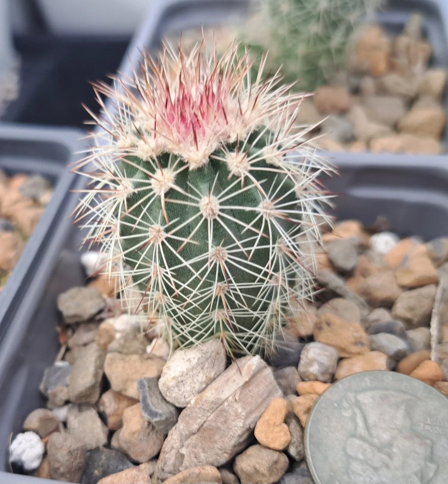 Echinocereus Dasyacanthus Bare Root Cactus Plant – Texas Rainbow Cactus, Desert Succulent, Drought-Tolerant, Indoor & Outdoor