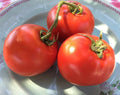 Homestead Tomato Seeds - Heirloom Solanum lycopersicum for Slicing, Heavy Producer, Large Juicy Fruits, Non-GMO, 100 Seeds