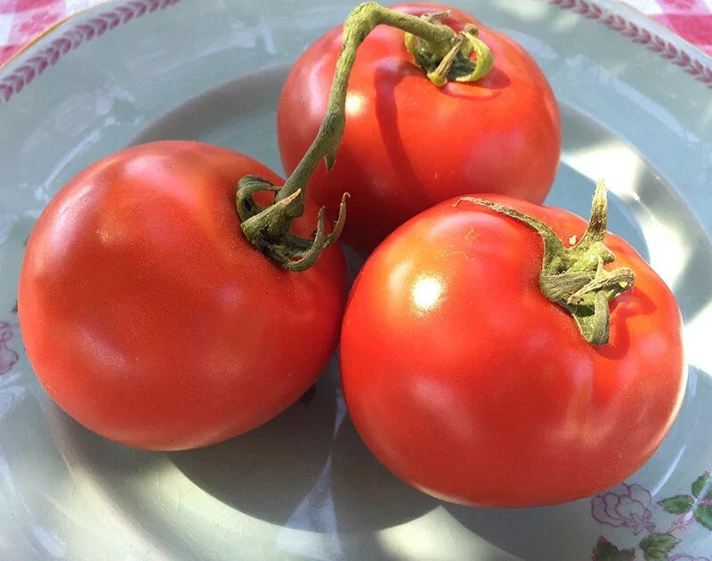 Homestead Tomato Seeds - Heirloom Solanum lycopersicum for Slicing, Heavy Producer, Large Juicy Fruits, Non-GMO, 100 Seeds