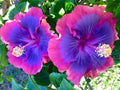 Hibiscus Seeds 20 Pack - Pink Purple Blue Perennial Flowers - Hibiscus rosa-sinensis - Garden, Landscape, Container Planting