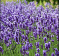 Lavender Seeds 400+ Non-GMO True Lavender (Lavandula Angustifolia) Perennial for Garden, Herb, Pollinator Attraction