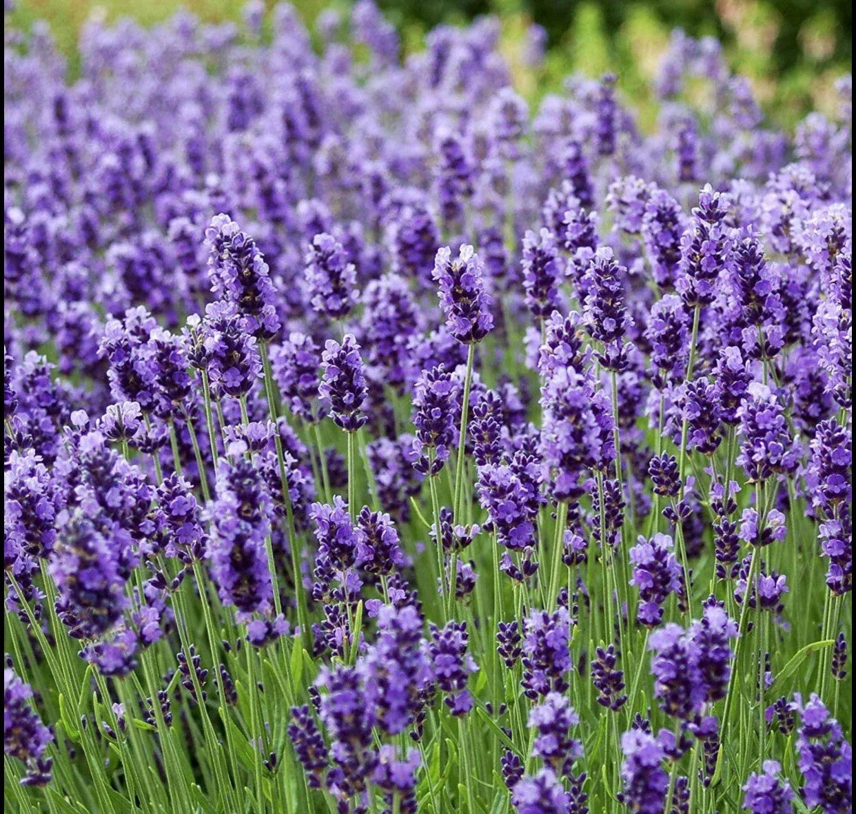 Lavender Seeds 400+ Non-GMO True Lavender (Lavandula Angustifolia) Perennial for Garden, Herb, Pollinator Attraction