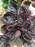 Edgy Pink Calathea Couture Seeds | Calathea ornata | Indoor & Outdoor Plant | Vibrant Pink & Green Foliage | Easy to Grow