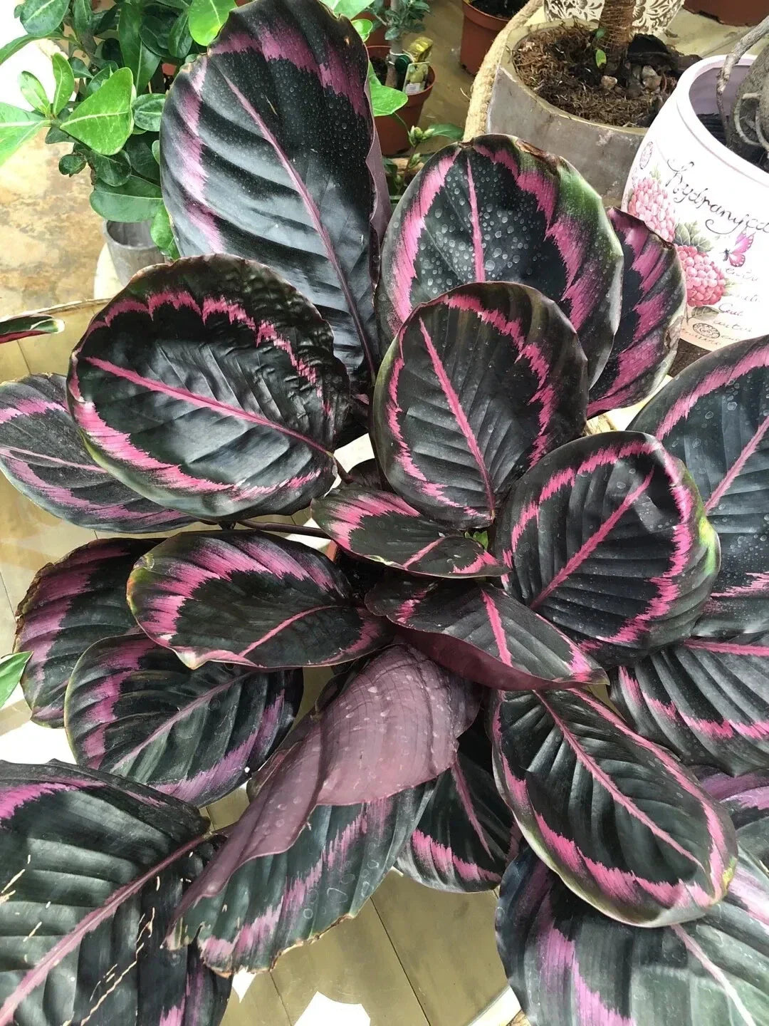 Edgy Pink Calathea Couture Seeds | Calathea ornata | Indoor & Outdoor Plant | Vibrant Pink & Green Foliage | Easy to Grow