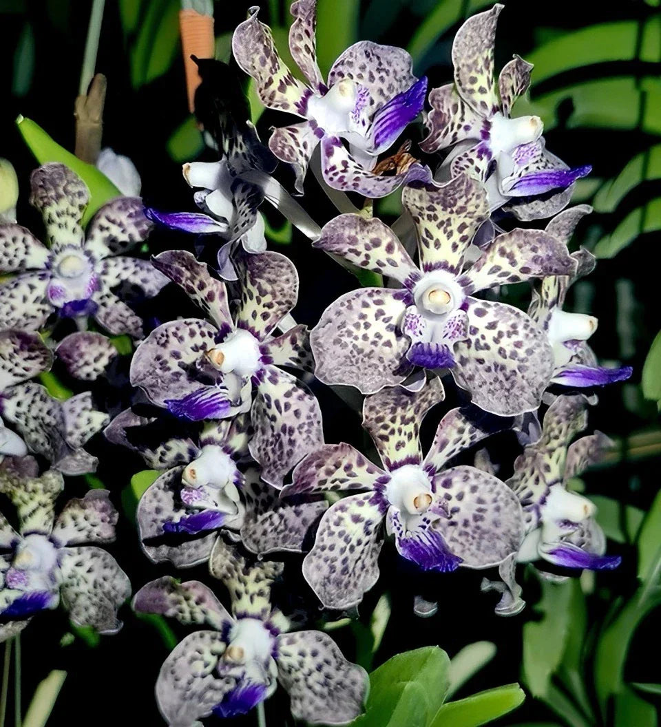 Fragrant Vanda Orchid Plant 4" Potted Papilionanda Kyra Green × Paksorn Fragrance Tropical Blooms
