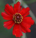Coreopsis Seeds - 1340 Pack - Plains Dwarf Red Flower - Coreopsis tinctoria - Easy to Grow Wildflower Seeds