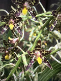 Ansellia Africana Orchid Plant - 2 Stems Division with New Growth