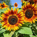 RattleFree Sunflower Seeds 50 Pack Heirloom Red Helianthus annuus Non-GMO for Planting