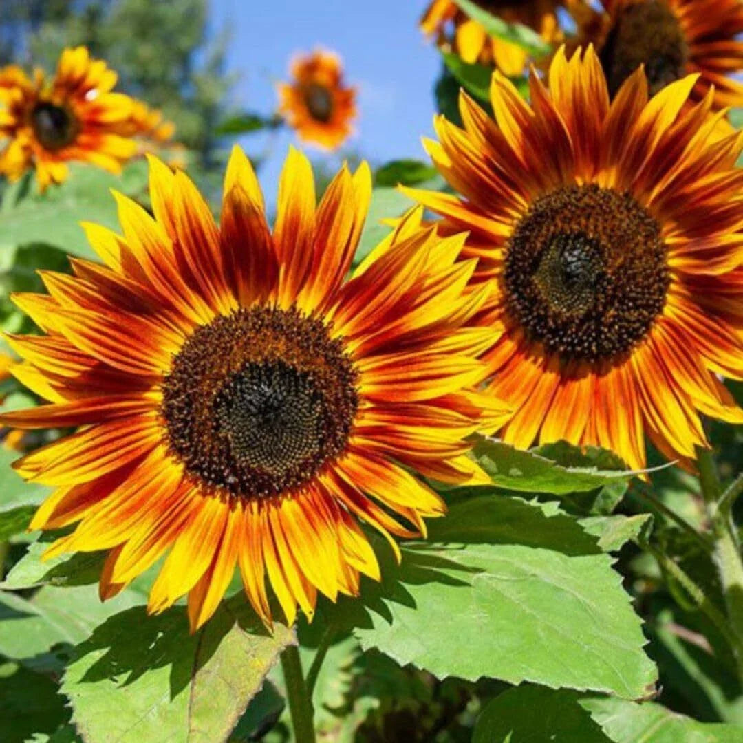 RattleFree Sunflower Seeds 50 Pack Heirloom Red Helianthus annuus Non-GMO for Planting