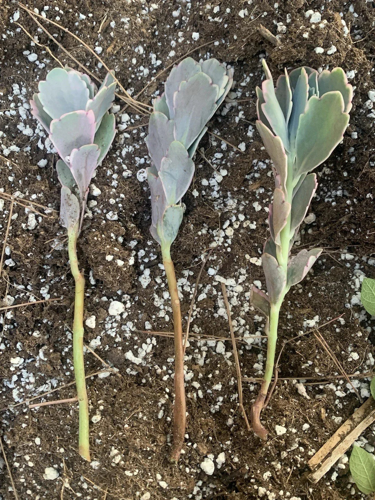 Kalanchoe Fedtschenkoi Cuttings - Lavender Scallops Succulent Garden Decor - 3 Live Plant Propagation Cuttings