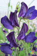 Lord Nelson Sweet Pea Seeds - 50+ Pack, Fragrant Climbing Vine, Lathyrus odoratus, Heirloom Garden Seeds, USA Cultivated