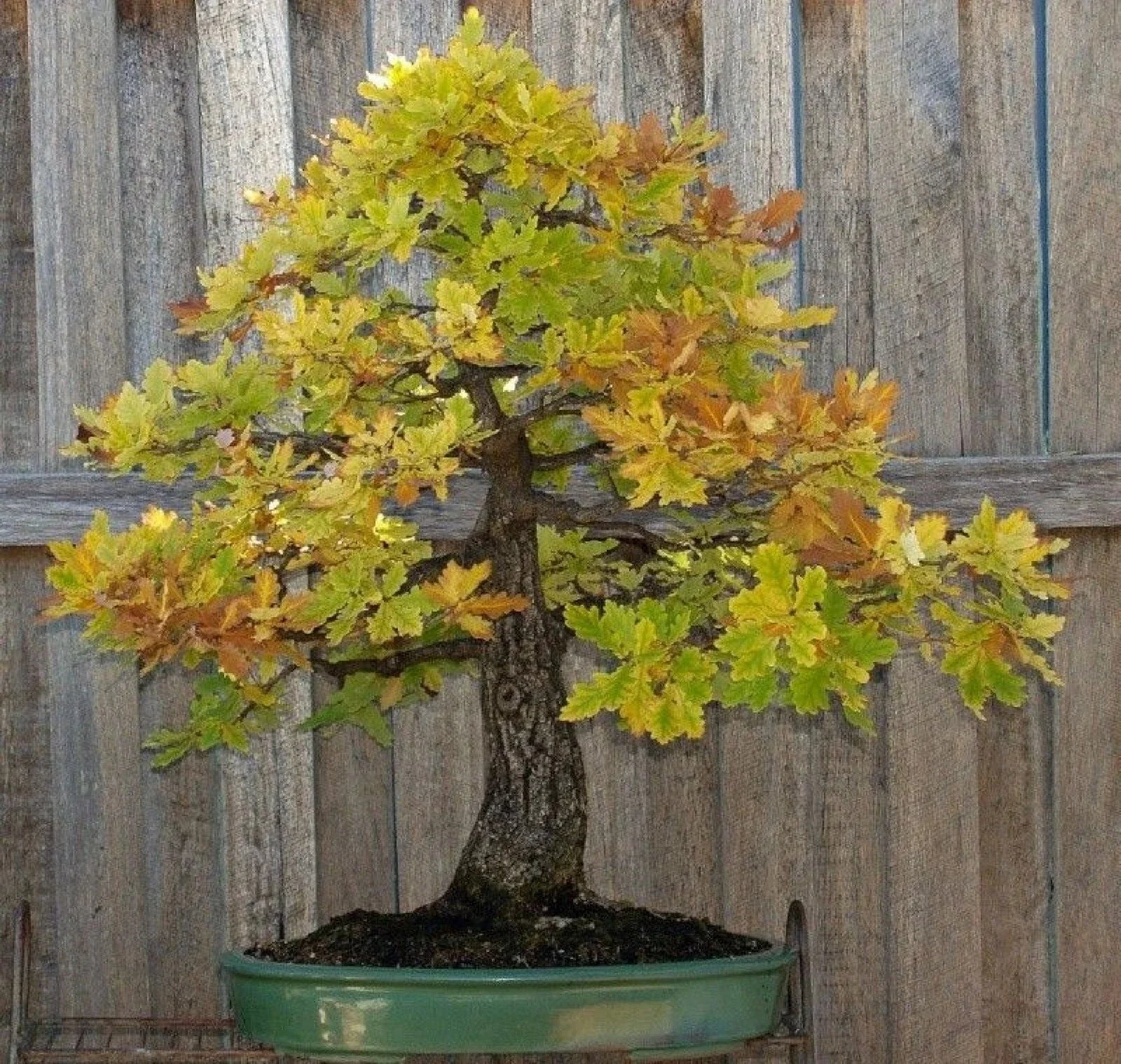 Blue Oak Bonsai Seeds - 15 Pack - Quercus macrocarpa - 2023 Harvest for Gardening & Landscaping