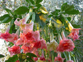 Brugmansia Perfektion Angel Trumpet Seeds – 10 Fragrant Flower Seeds for Gardens, Patio & Containers, Datura, USA Grown