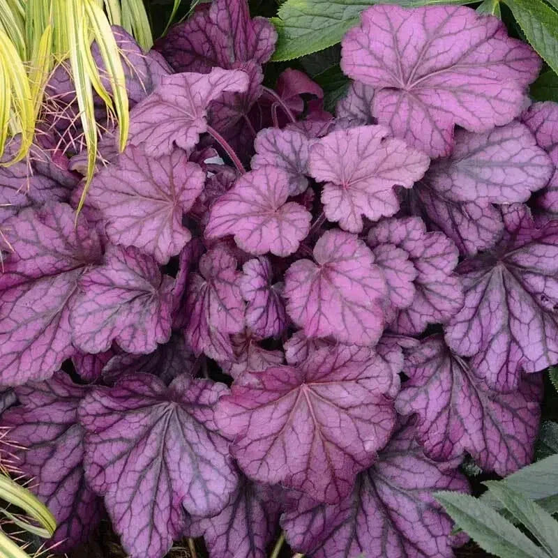 Heuchera Forever Purple Coral Bells 4" Pot - Vibrant Purple Foliage, Silver Overtones, Heuchera sanguinea