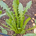 Italian Dandelion Seeds - Organic Cichorium intybus Gourmet Salad Greens - Fast Growing Edible Plant Seed Pack