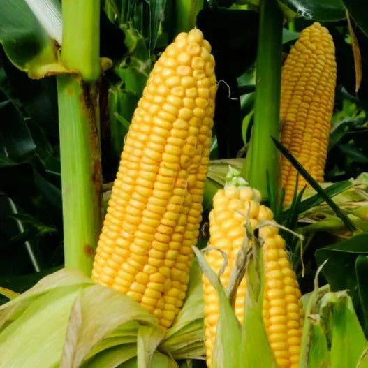 Honey Select Triple Sweet Corn Seeds - Zea mays, AAS Winner, 30+ Seeds for Home Garden, Sweet, Tender, Fast-Growing, Pest-Resistant